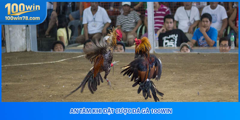 An tâm khi đặt cược đá gà 100win