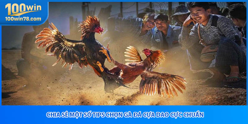 Chia sẻ một số tips chọn gà đá cựa dao cực chuẩn