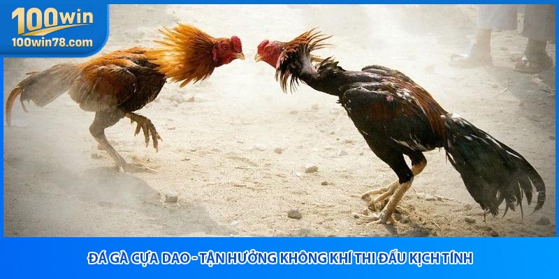 Đá Gà Cựa Dao - Tận Hưởng Không Khí Thi Đấu Kịch Tính