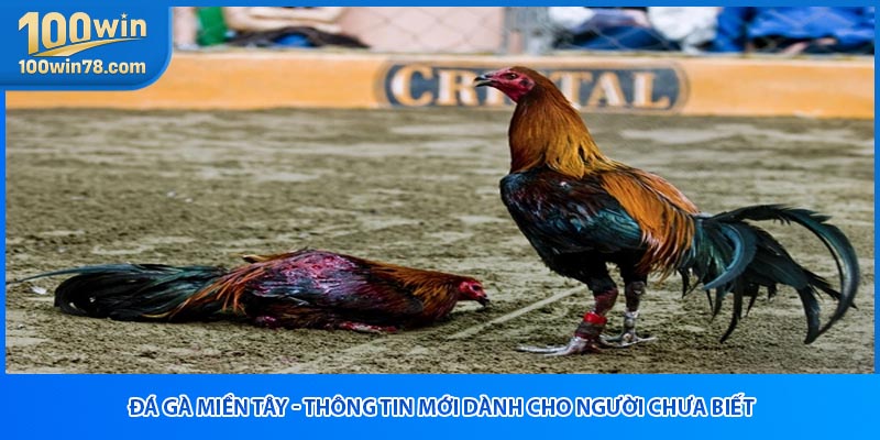 Đá Gà Miền Tây - Thông Tin Mới Dành Cho Người Chưa Biết