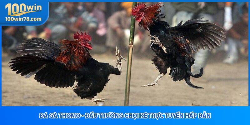 Đá Gà Thomo - Đấu Trường Chọi Kê Trực Tuyến Hấp Dẫn