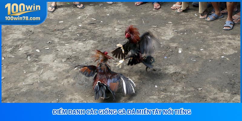 Điểm danh các giống gà đá miền Tây nổi tiếng