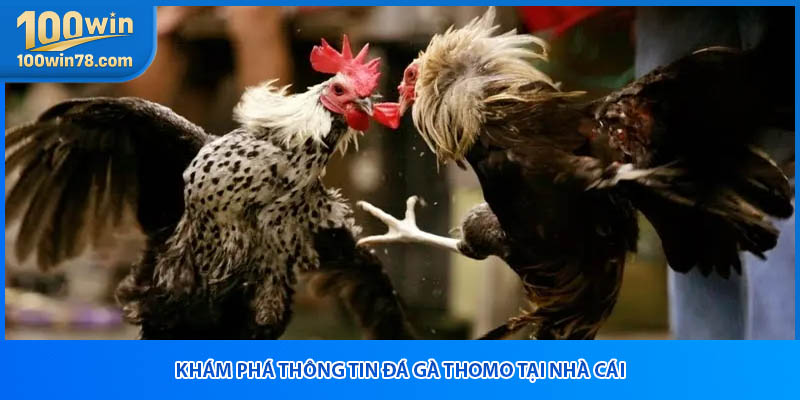 Khám phá thông tin đá gà thomo tại nhà cái