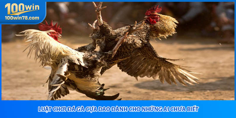 Luật chơi đá gà cựa dao dành cho những ai chưa biết