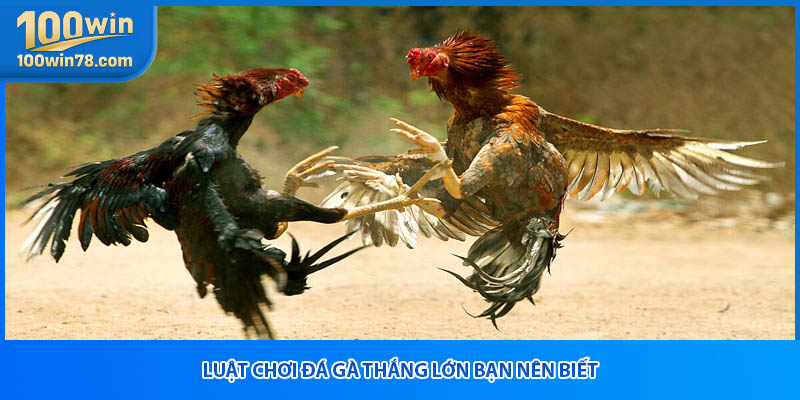 Luật chơi đá gà thắng lớn bạn nên biết