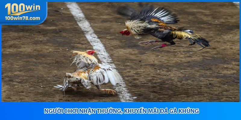 Người chơi nhận thưởng, khuyến mãi đá gà khủng