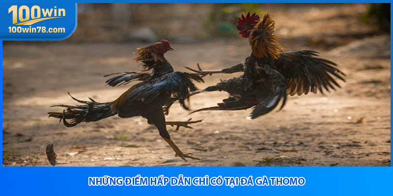 Những điểm hấp dẫn chỉ có tại đá gà thomo