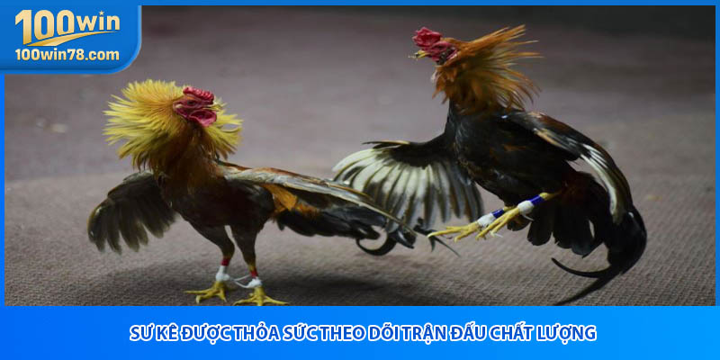 Sư kê được thỏa sức theo dõi trận đấu chất lượng