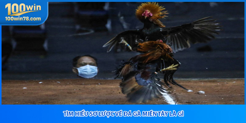 Tìm hiểu sơ lược về đá gà miền Tây là gì