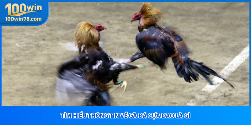 Tìm hiểu thông tin về gà đá cựa dao là gì