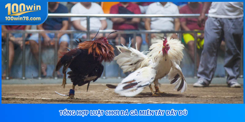Tổng hợp luật chơi đá gà miền Tây đầy đủ